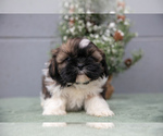 Small #2 Shih Tzu