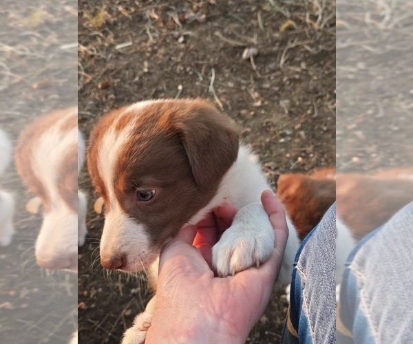 Medium Photo #7 Border Collie Puppy For Sale in LEBANON, MO, USA