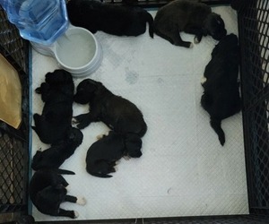 Portuguese Water Dog Puppy for sale in FORT MYERS, FL, USA