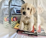 Small #2 English Cream Golden Retriever