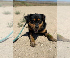 Australian Mountain Dog Dogs for adoption in Santa Maria, CA, USA