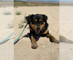 Small Australian Mountain Dog