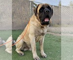 Hank - Male Mutt Dog for Adoption - Small photo