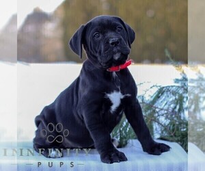 Cane Corso Puppy for sale in GAP, PA, USA