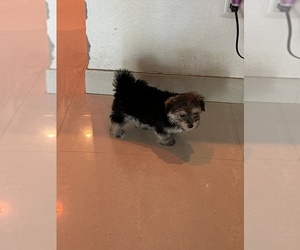 Morkie Puppy for sale in CLEWISTON, FL, USA
