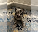Puppy Puppy 4 French Bulldog