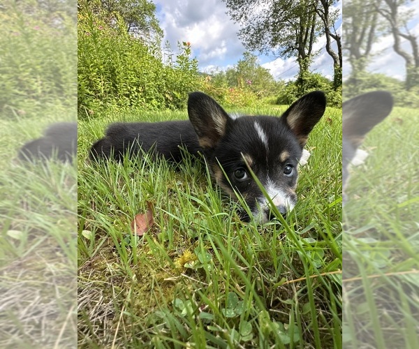 Medium Photo #62 Pembroke Welsh Corgi Puppy For Sale in PERKINSVILLE, VT, USA