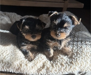 Yorkshire Terrier Litter for sale in RICHMOND, KY, USA