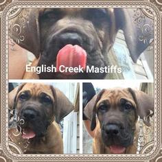 Mastiff Puppy for sale in LAKELAND, FL, USA