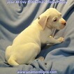 Small Photo #272 Dogo Argentino Puppy For Sale in JANE, MO, USA