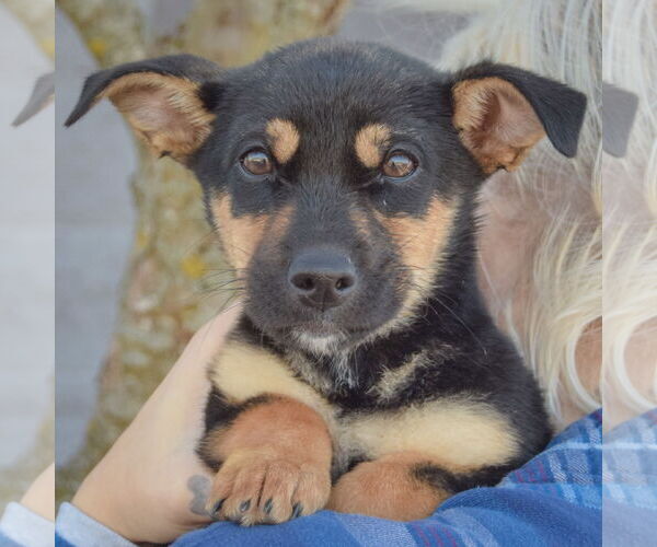 Medium Photo #5 Italian Greyhound-Jack Russell Terrier Mix Puppy For Sale in Huntley, IL, USA