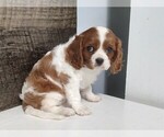 Small #7 Cavalier King Charles Spaniel