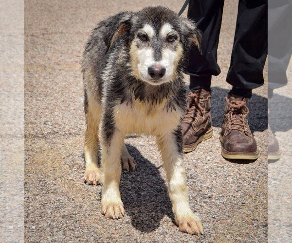 Medium Photo #2 German Shepherd Dog-Huskies  Mix Puppy For Sale in Huntley, IL, USA