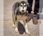 Small #1 German Shepherd Dog-Huskies  Mix
