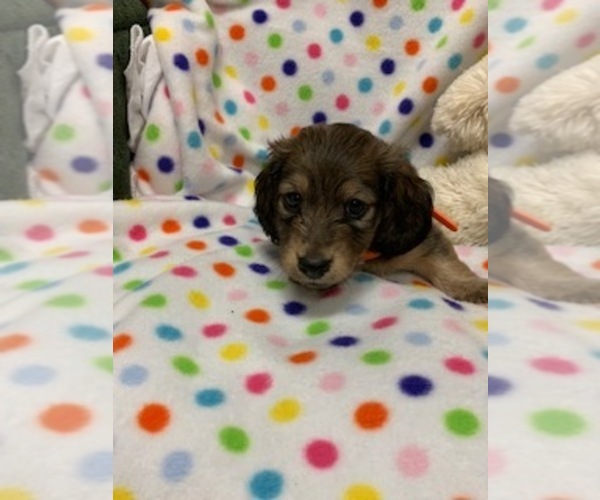 Medium Photo #6 Dachshund Puppy For Sale in HEMPSTEAD, TX, USA