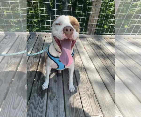Medium Photo #5 American Staffordshire Terrier-Unknown Mix Puppy For Sale in Front Royal, VA, USA