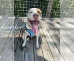 Small #4 American Staffordshire Terrier Mix