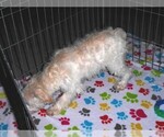 Small #6 Schnoodle (Miniature)