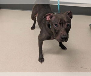 Mutt Dogs for adoption in Corona, CA, USA