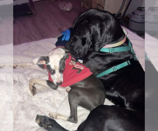 Medium Photo #3 Great Dane Puppy For Sale in Spring Lake, NC, USA