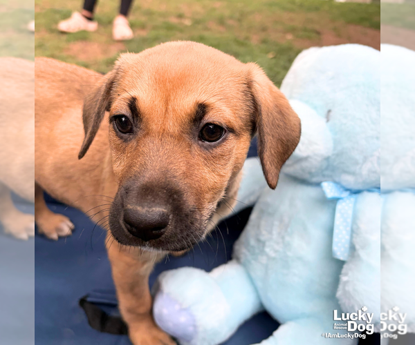 Medium Photo #9 Retriever -Unknown Mix Puppy For Sale in Washington, DC, USA