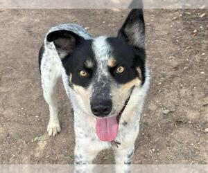 Mutt Dogs for adoption in Waco, TX, USA