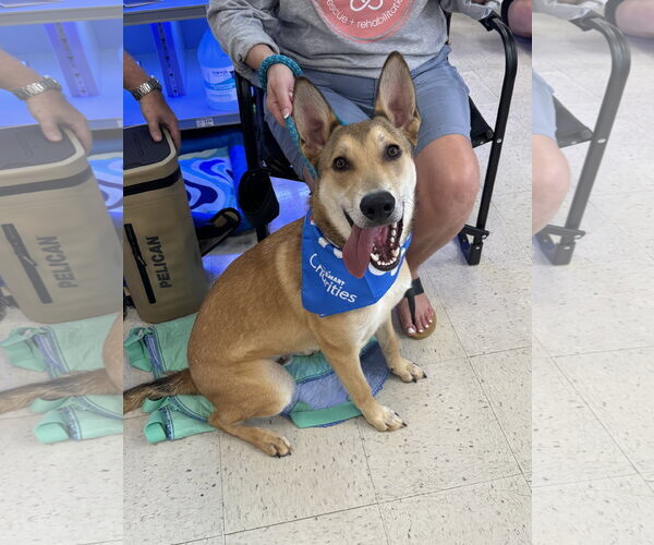 Medium Photo #42 German Shepherd Dog-Unknown Mix Puppy For Sale in Holly Springs, NC, USA