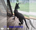 Small #1 German Shepherd Dog