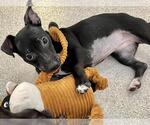 Small #1 Dachshund-Labrador Retriever Mix