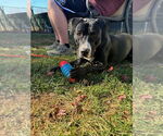 Small #9 American Pit Bull Terrier-Labrador Retriever Mix