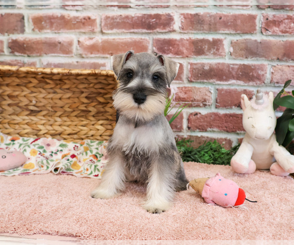 Medium Photo #4 Schnauzer (Miniature) Puppy For Sale in SYRACUSE, IN, USA