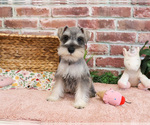 Small #3 Schnauzer (Miniature)