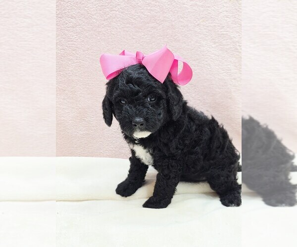 Medium Photo #1 Poodle (Miniature) Puppy For Sale in TAYLOR, TX, USA