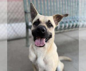 German Shepherd Dog-Unknown Mix Dogs for adoption in Modesto, CA, USA