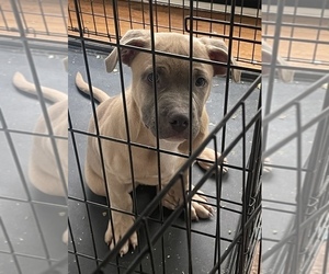 Bullypit-German Shepherd Dog Mix Puppy for sale in BUFFALO, NY, USA