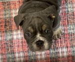 Small Photo #10 English Bulldog Puppy For Sale in BUCKEYE, AZ, USA