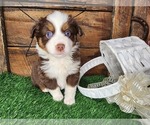 Puppy Puppy 6 Miniature Australian Shepherd