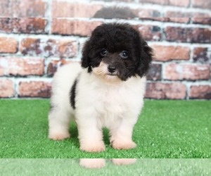 Poodle (Miniature) Puppy for sale in BEL AIR, MD, USA