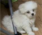 Small Photo #6 Maltese-Shih Apso Mix Puppy For Sale in INDIANA, PA, USA