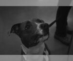 Small #3 American Pit Bull Terrier