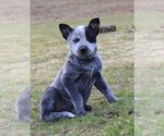 Small Photo #3 Australian Cattle Dog Puppy For Sale in HYDE PARK, VT, USA