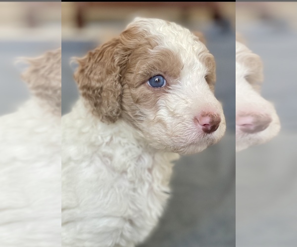 Medium Photo #1 Bernedoodle Puppy For Sale in ALPINE, CA, USA