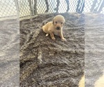 Small Photo #29 Labradoodle Puppy For Sale in KIRKSVILLE, MO, USA