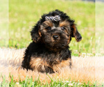 Small Photo #27 Maltipoo (Toy) Puppy For Sale in WARSAW, IN, USA