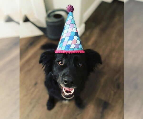 Medium Photo #1 Borador Puppy For Sale in Euless, TX, USA