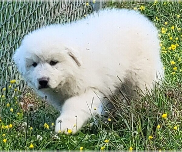 View Ad: Great Pyrenees Puppy for Sale near Tennessee, KNOXVILLE, USA ...