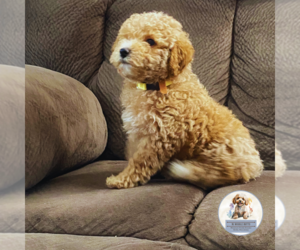 Poodle (Miniature) Puppy for sale in BERLIN, NJ, USA