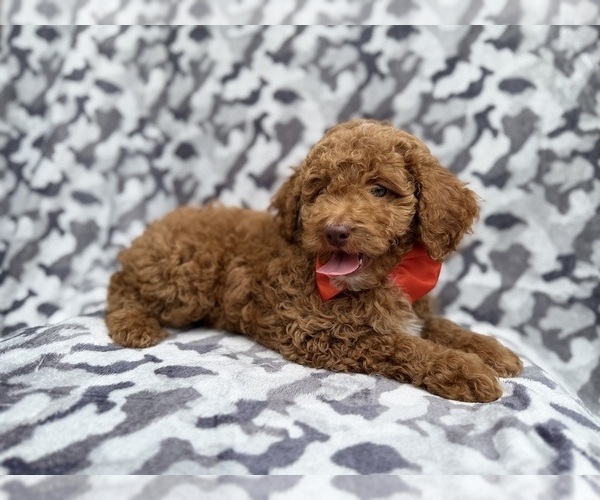 Medium Photo #4 Cock-A-Poo Puppy For Sale in LAKELAND, FL, USA