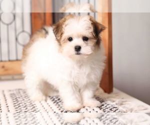 Havanese Puppy for sale in NAPLES, FL, USA