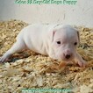 Small Photo #71 Dogo Argentino Puppy For Sale in JANE, MO, USA